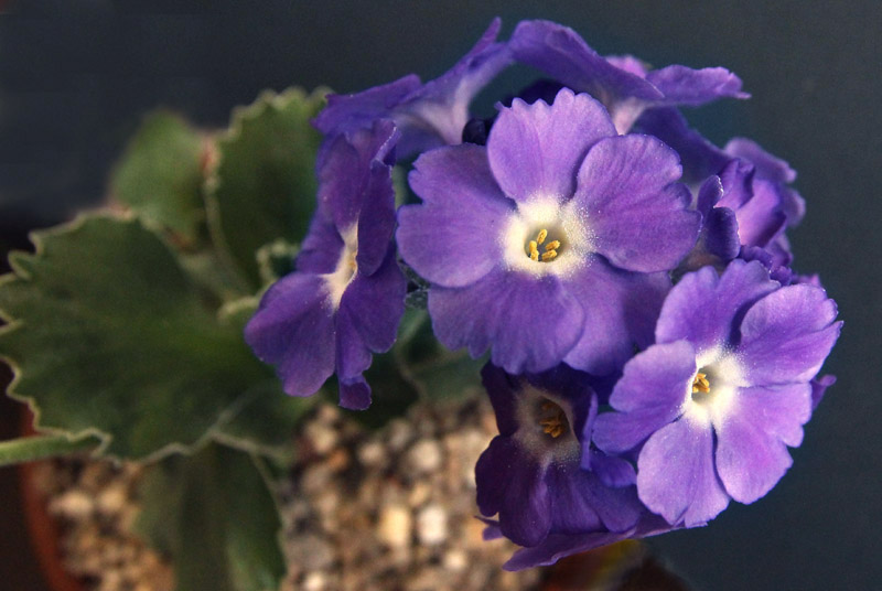 Alpine Garden Society